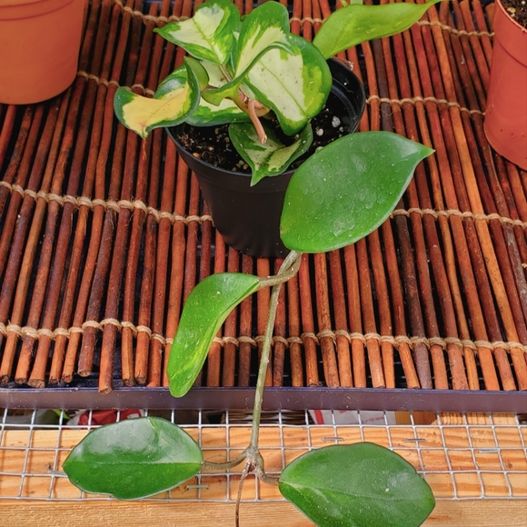 Hoya Krimson Princess 3" pot - Picture 3 of 6